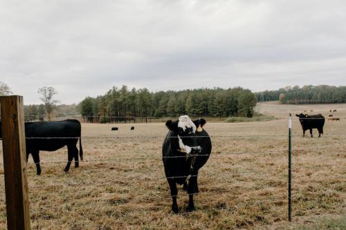 A torma szerepe a háziállatok egészségében